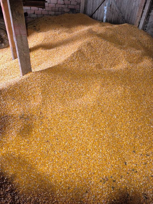 Porumb de vânzare 2025