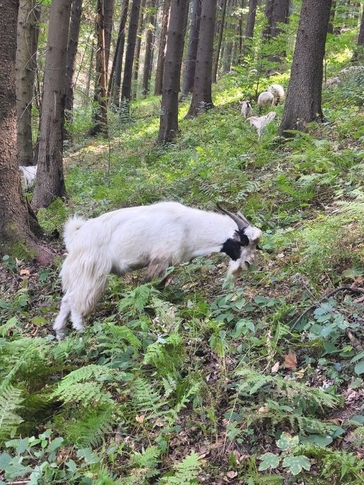 2 țăpișori de vânzare