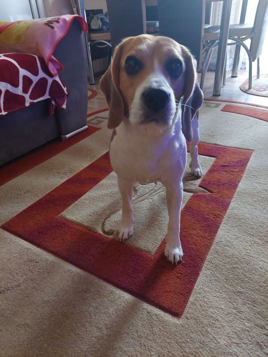 Dau spre adopție caine beagle