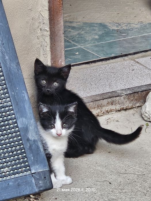 Котята (девочки)