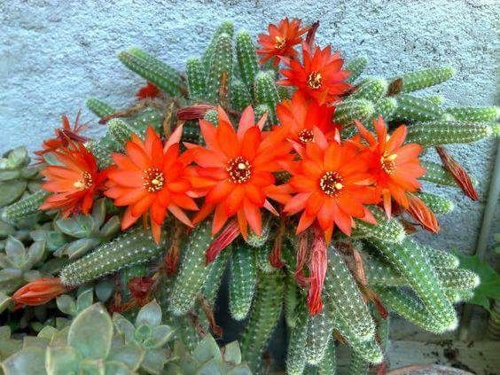 Pui cactus Chamaecereus silvestri