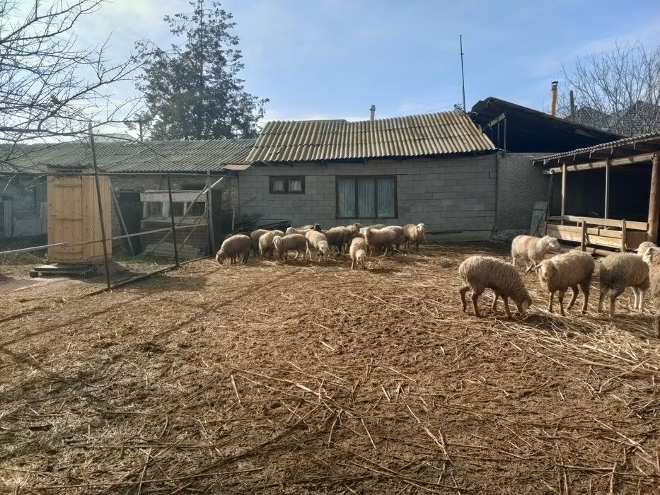 Домашние овцы имеются в продаже