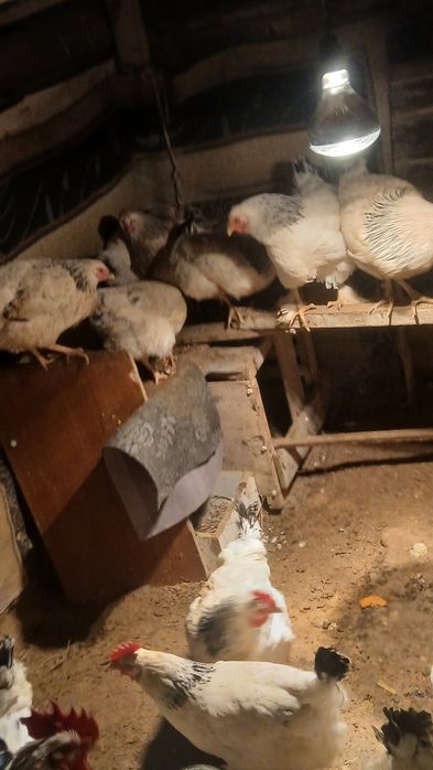 Тауықтар брама адлер