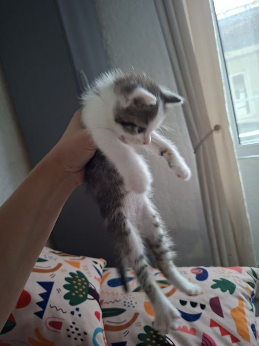 Отдам котят даром