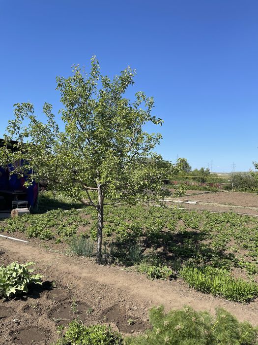 Продам дачу, домик 2 этажа