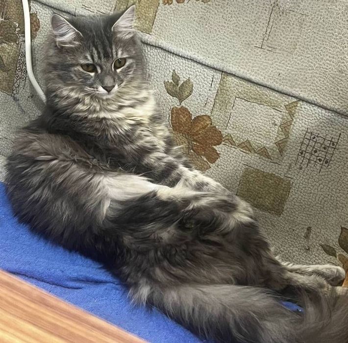 Кошечка, Масяня. Отдам в добрые руки)