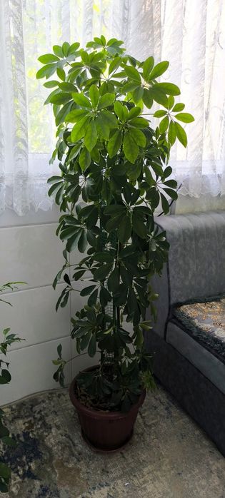 Gullarimiz sotiladi ,donaga xammasini olganlarga kelishtirib beramiz
