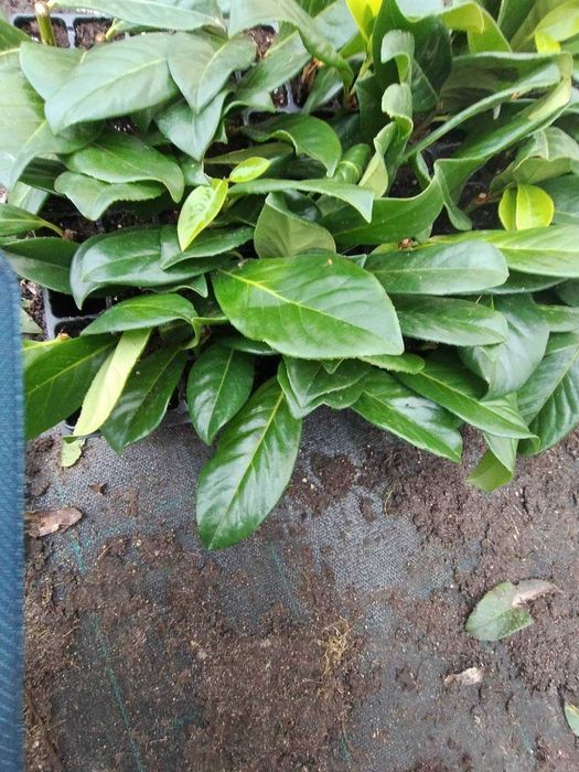 Prunus Laurocerasus Rotundifolia, Novita / Laur englezesc /