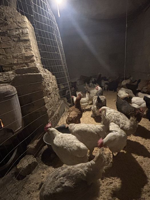 Продам курей  куры