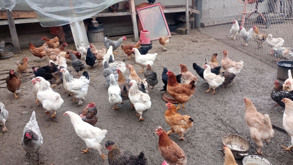 Ouă de casa,din gospodăria proprie