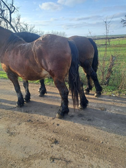 Iepe de vanzare pereche