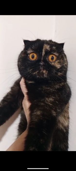 Мама стерилизованная+дочка