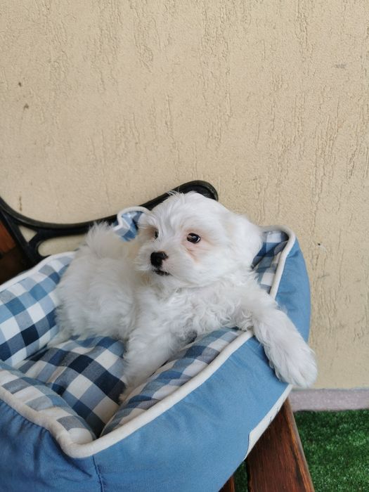 Bichon maltese mini toy