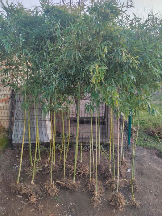 Бамбук на гол корен