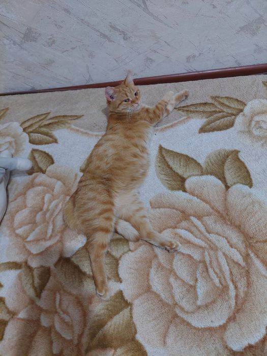 Отдам в добрые руки.