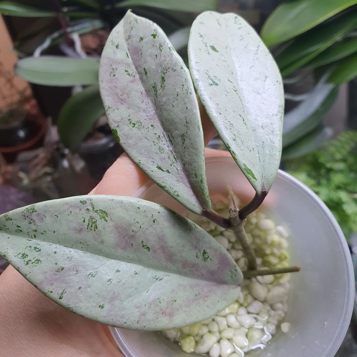 хойя пубикаликс пинк сильвер гост