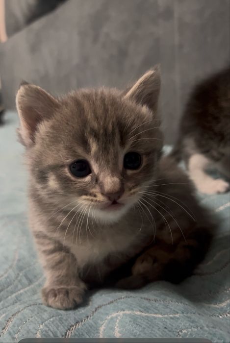 Милые котята ищут дом