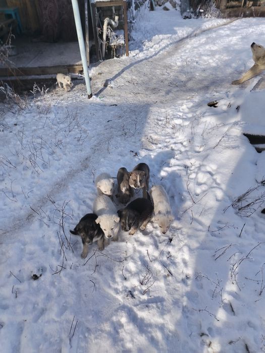 Отдам щенков в хорошие руки