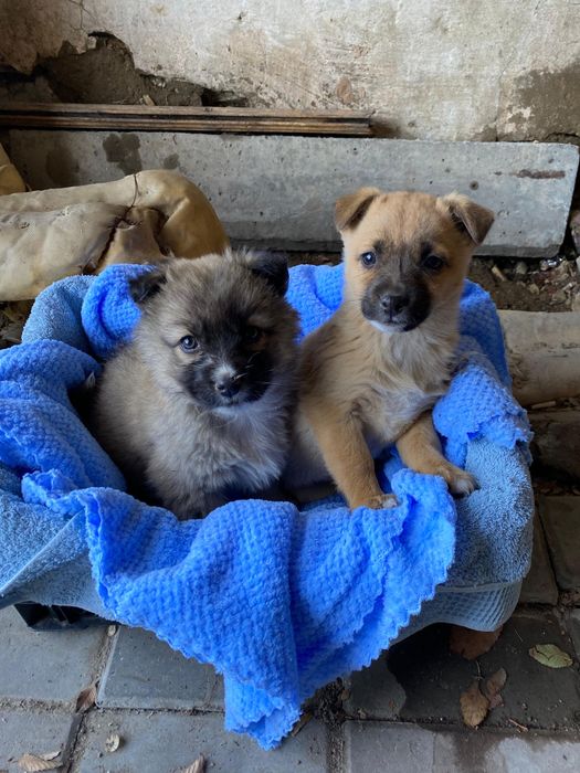 Отдам щенят в добрые руки