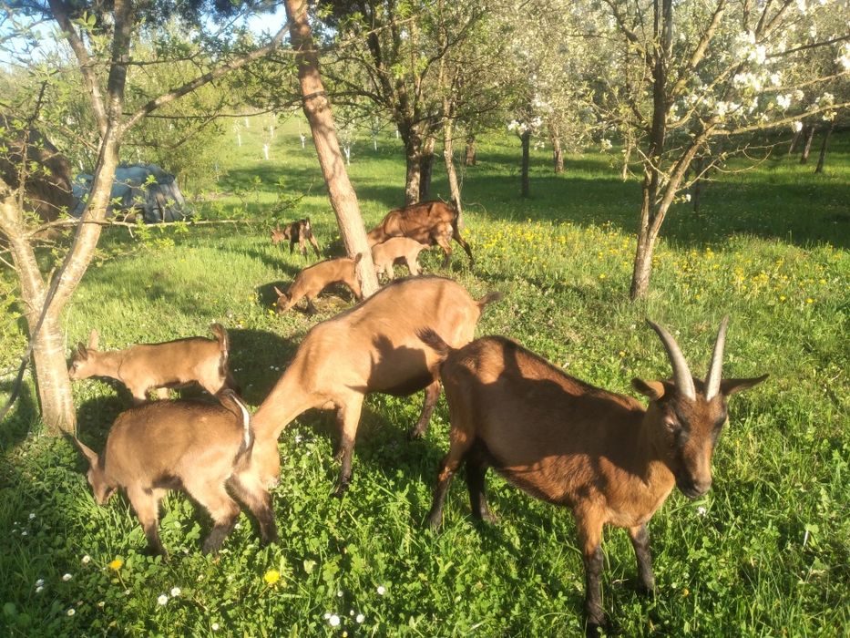 Capra alpina franceza