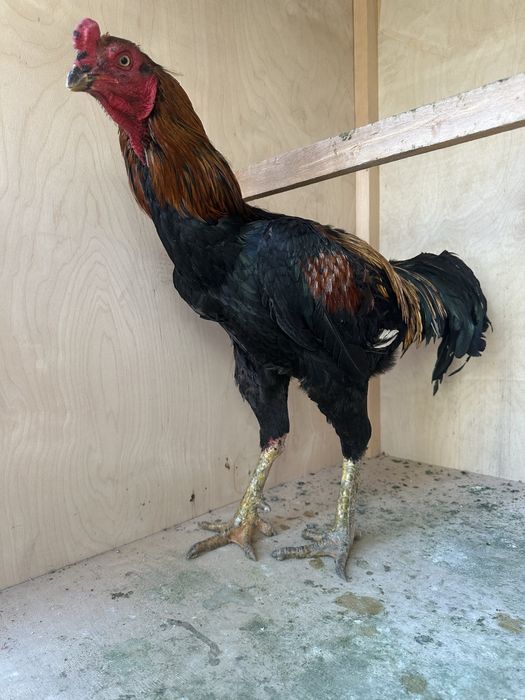 Horoz sotiladi soglom yoshga tolgan