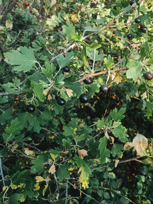 Дача на 1 водоколонке