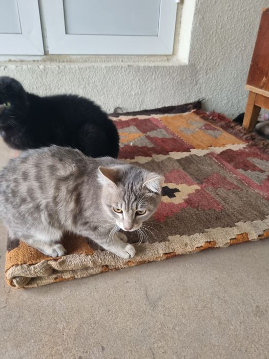 Кот.         мушук эркак