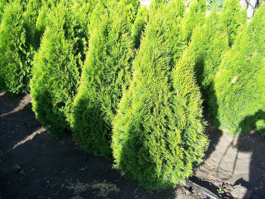 Туя смарагд 60 см
