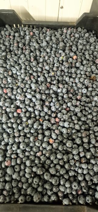 Fructe de padure