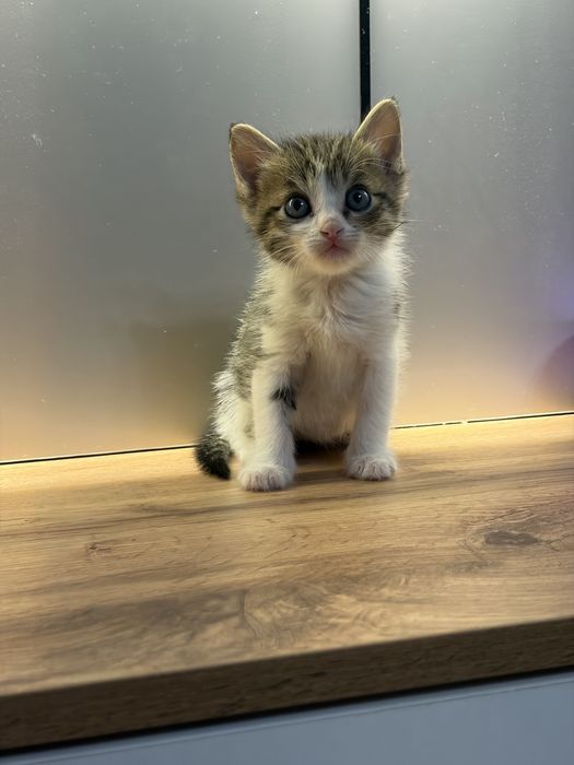 Котенок 1 месяц девочка