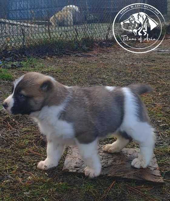 Женско САО , АЛАБАЙ , Туркменски Вълкодав