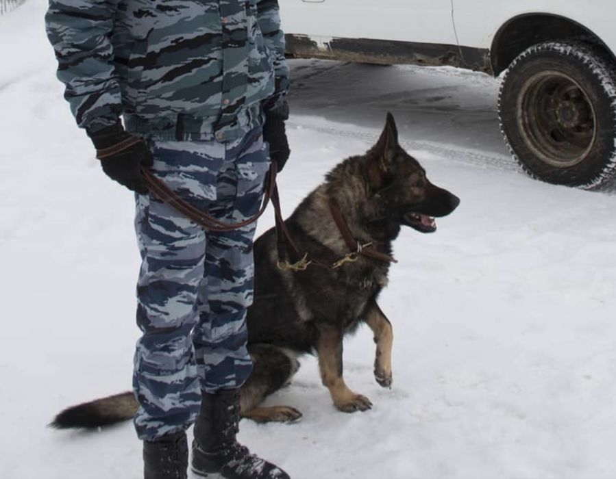 Щенки овчарки рабочие