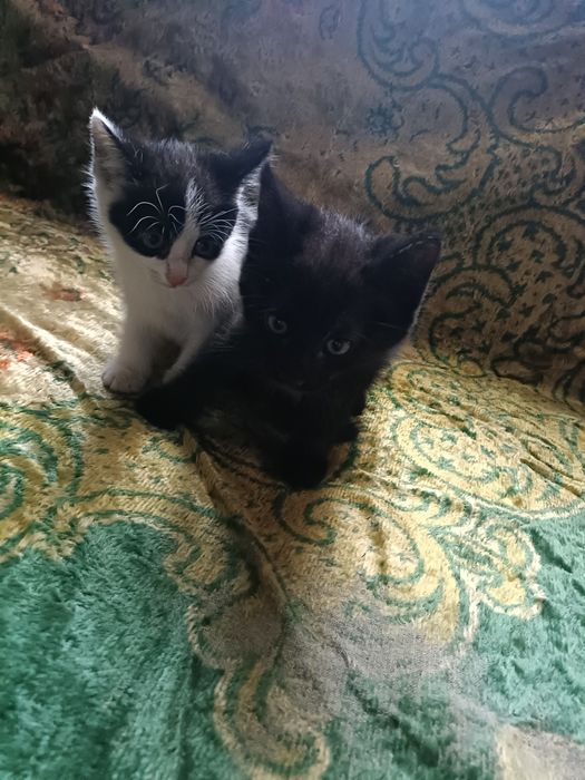 Симпатичные катята