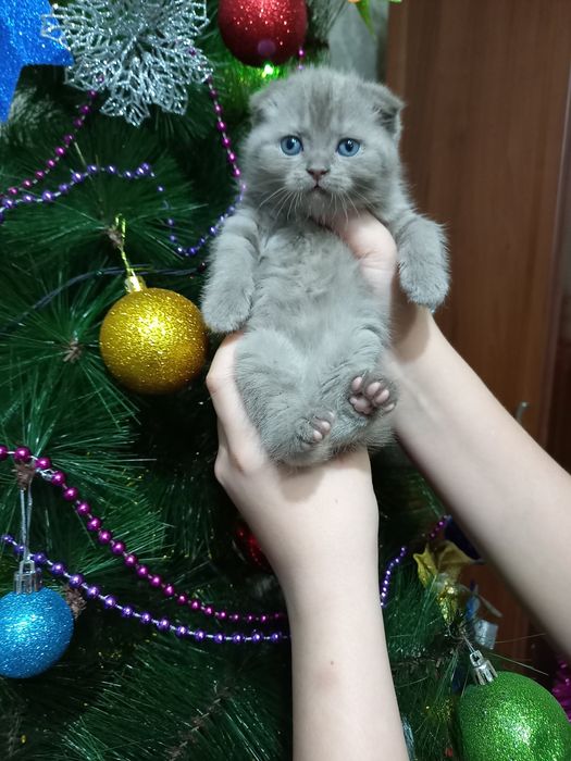 Продаются шикарные котята