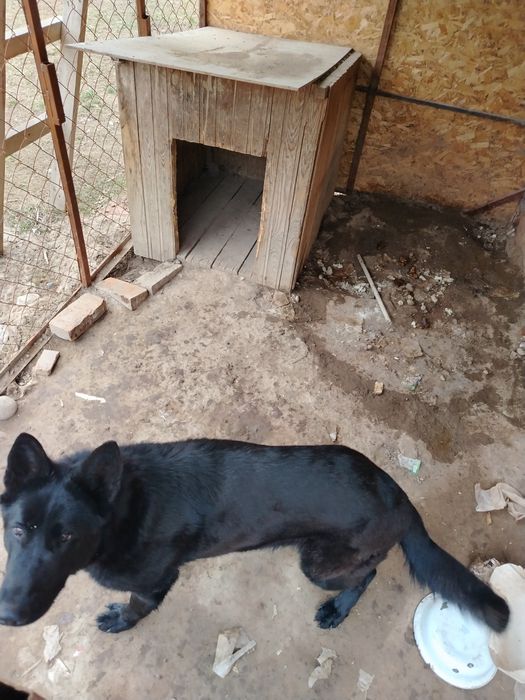 Немецкая овчарка