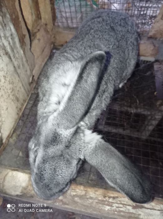 Кролики Шиншиллы