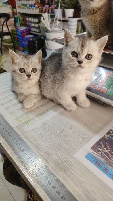 Продается Шиншилла