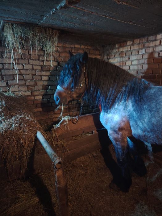 Vand armăsar semi greu