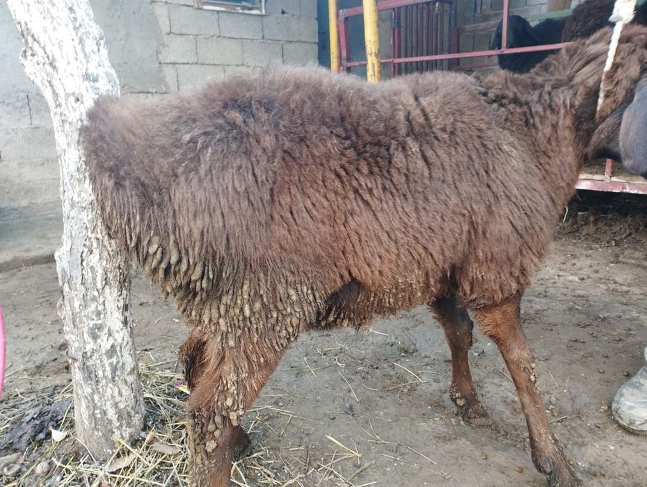 Семіз кошкарлар сатылады