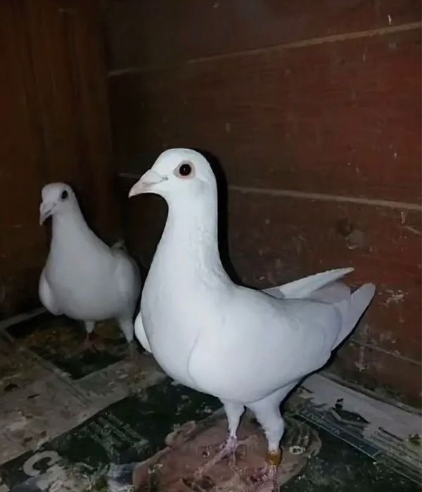 Продам голубей спортивные чехи