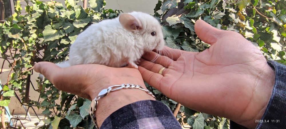 Шиншилла экзотическая