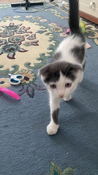 Шатландская веслаухая кошка