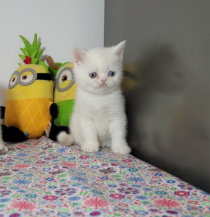 British shorthair  red point