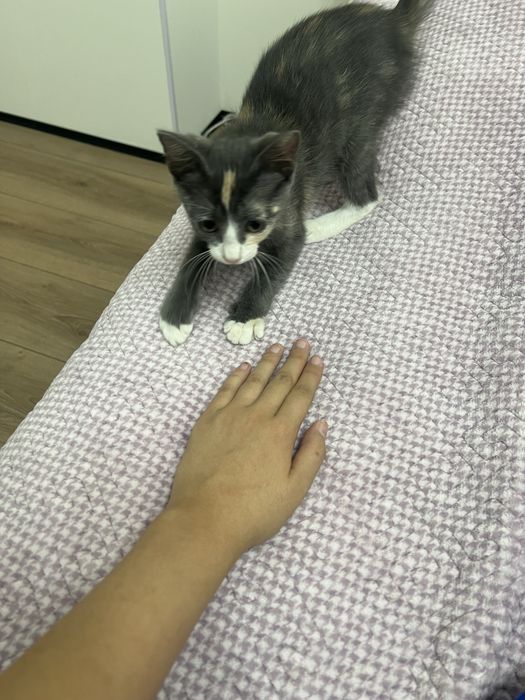 Котенка в добрые руки