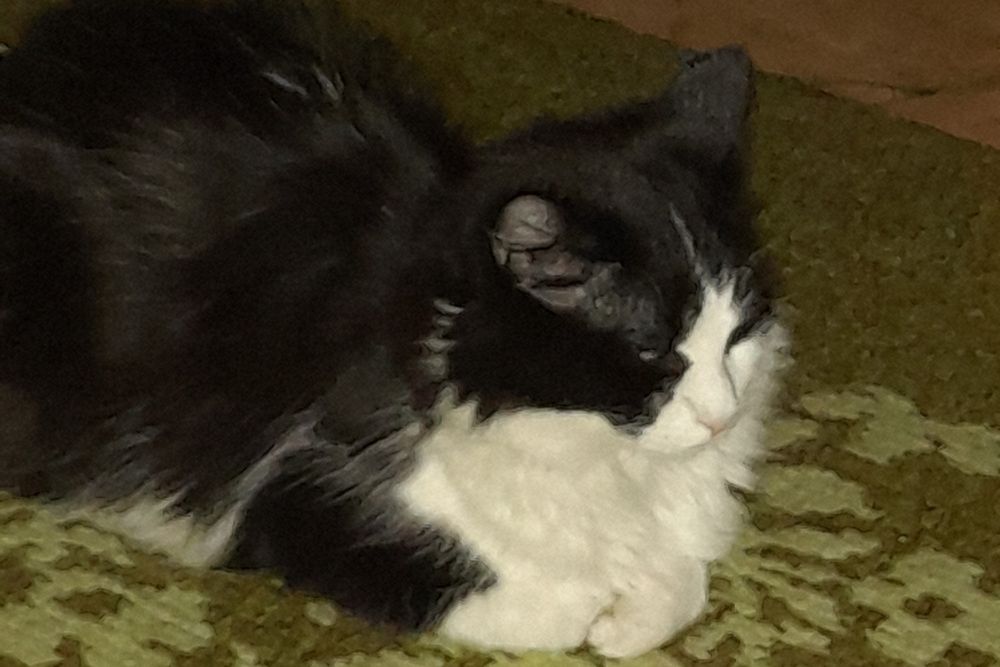 Котик русский сибирский маркиз окрас