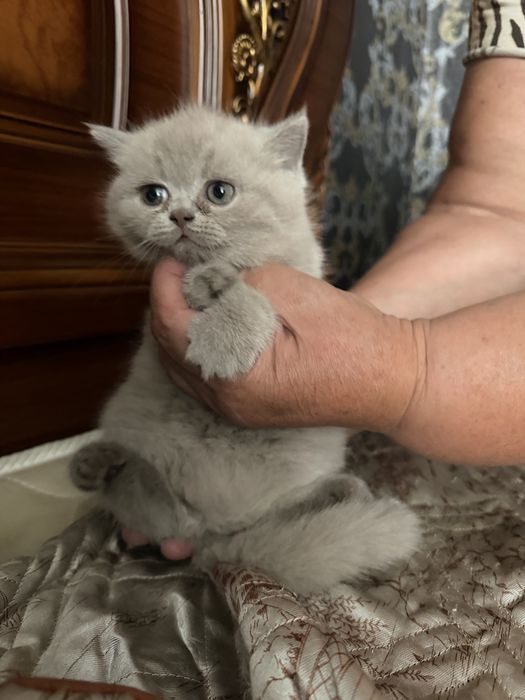 Шотланские котята