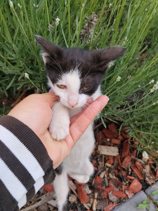 Pui de pisica adopție