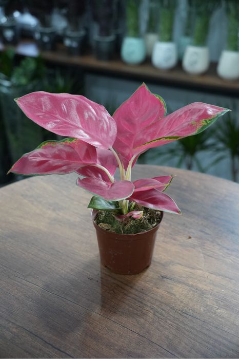 Аглаонема Чина красная