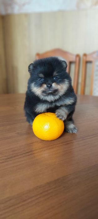 Шпицы черно подпалый окрас