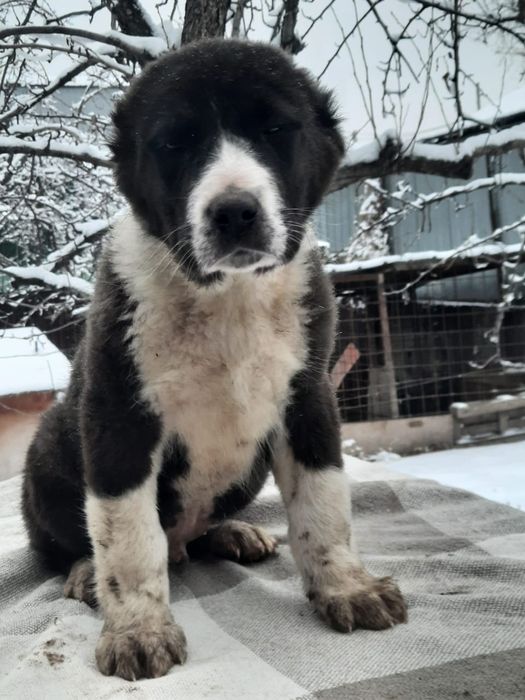 Щенки САО Алабай